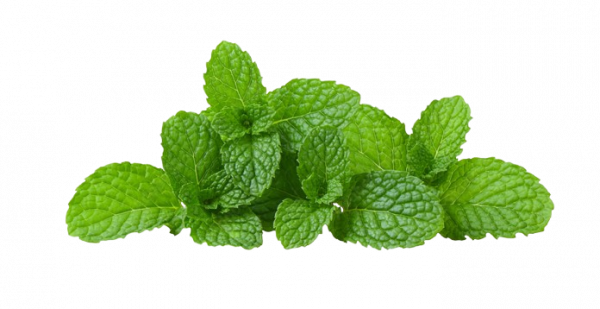 Mint Leaves/Pudina