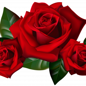 ROSE/Gulab Phool