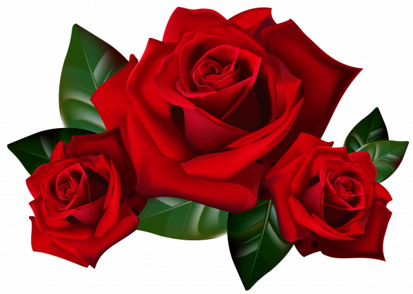 ROSE/Gulab Phool