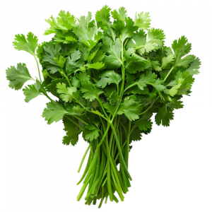 Coriander Bunch/Dhaniya Patta