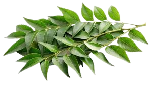 Curry Leaves/Kadi Patta
