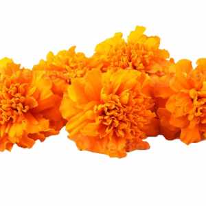 Marigold/Genda Phool